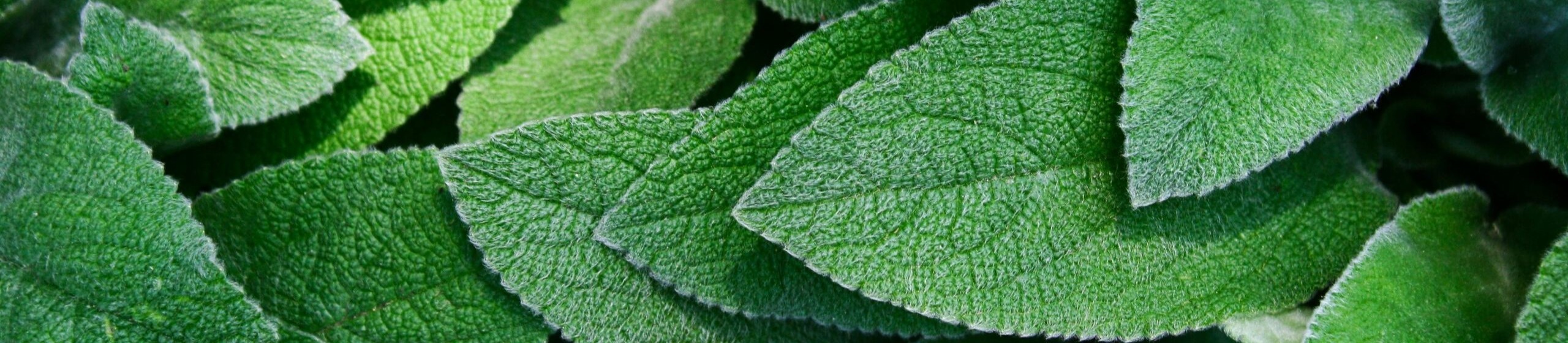 MK Green Group Banner